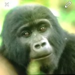 Profile Picture of Craig Woolsey (@craigabeast) on Instagram