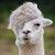 Profile Picture of Andrew Schuler (@andrewrapids59) on Pinterest
