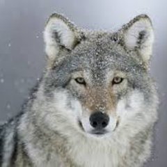 Profile Picture of Roxanna (@LykosWolfe) on Twitter