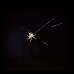 Profile Picture of Adeline Anderson (@izentootil) on Instagram