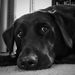 Profile Picture of Matthew Millican (@millimg) on Pinterest