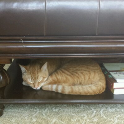 Profile Picture of Colette Rodriguez (@chicacr) on Twitter