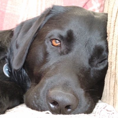 Profile Picture of Adventures Of Andy And Monty (@Andy433uk) on Twitter