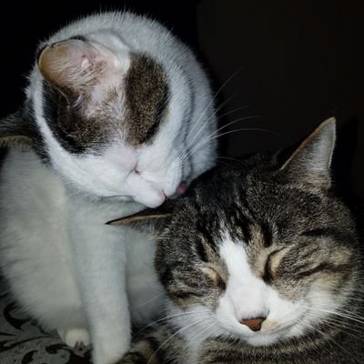 Profile Picture of My Buddy And Me And Bobbie McGee (@buddyandbobbie) on Twitter