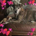 Profile Picture of Lisa Cranston Shroyer (@lisacranstonshroyer) on Instagram