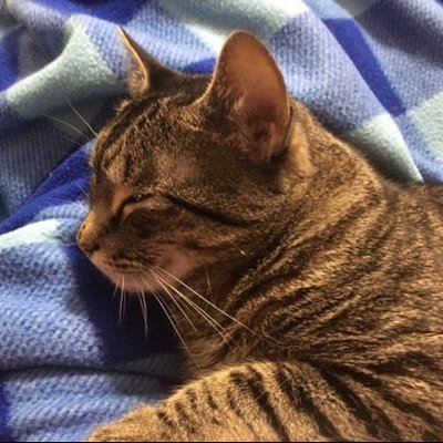 Profile Picture of Colby Oconnor (@ColbyOc97705633) on Twitter