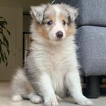 Profile Picture of Frappuccino Varalli (@frappuccino.dog) on Instagram