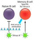 Profile Photo of Humoral immune deficiencyon Wikipedia