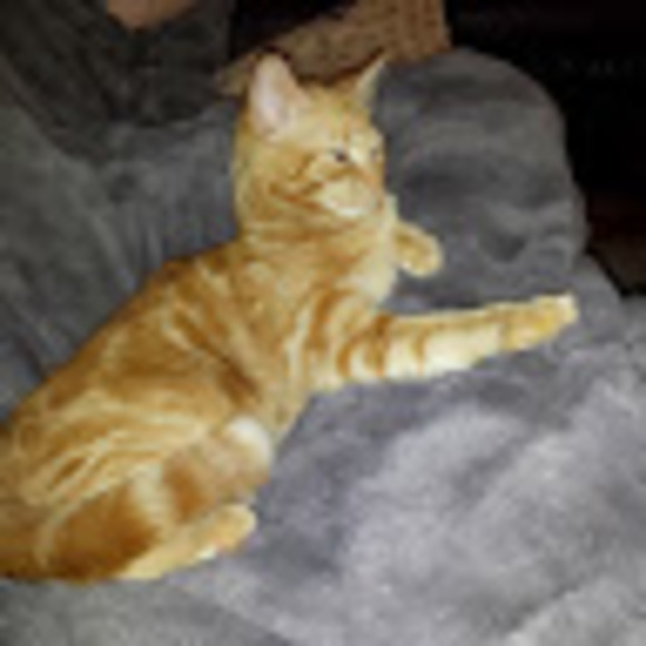 Profile Picture of Melanda Lennie (@melandalennie) on Poshmark