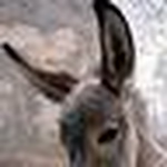 Profile Picture of Iben (@missydonkey) on Flickr