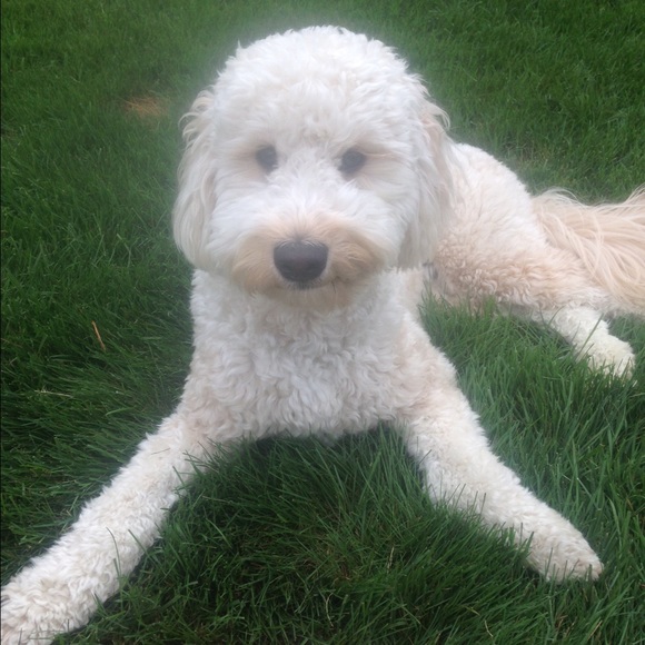 Profile Picture of Lindi Turok (@instalindi) on Poshmark