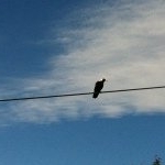 Profile Picture of Sam Kearney (@sam.kearney) on Instagram