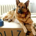 Profile Picture of Rex (@rex_chien_flic__) on Instagram