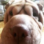 Profile Picture of Bonita Golden Girl (@bonita.thesharpei) on Instagram
