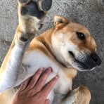 Profile Picture of Hsing Cheng (@Hsing-Cheng) on Facebook