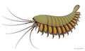 Alalcomenaeus - Wikipedia Profile Picture of Alalcomenaeuson Wikipedia
