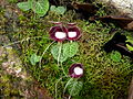 Profile Picture of Corybas (plant)on Wikipedia