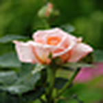 Profile Picture of Starla Hanson (@star hanson) on Flickr