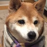 Profile Picture of 柴犬 小夏16歳 (@hiromi.gaotian) on Instagram