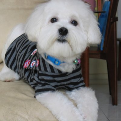 Profile Picture of Kenny Chou (@kennychou2009) on Twitter