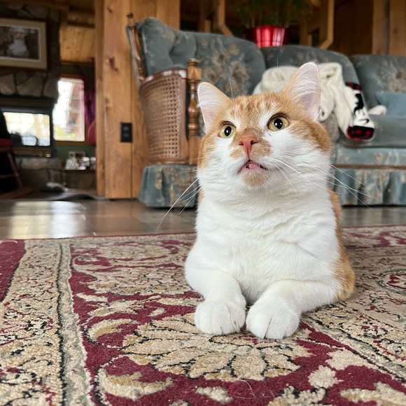 Profile Picture of Harley Maclennan (@harleydmacc) on Poshmark