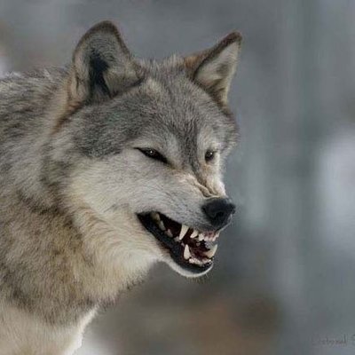 Profile Picture of Michael Rhyner (@michael_rhyner) on Twitter