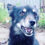 Profile Picture of B🐕lack dog 🐶 and Marriotta (@bobik77_o) on Instagram