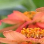 Profile Picture of Corlis Dee McCormack (@corlismccormack) on Instagram