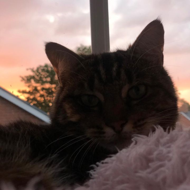 Profile Picture of Tabby ❤️ (@tabithalyon_) on Tiktok
