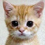 Profile Picture of Rocky Wong (@LittleRocky111) on Flickr