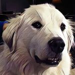 Profile Picture of Barry (@brcaplan) on Instagram