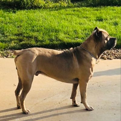 Profile Picture of Rodney E Crutcher (@Rod_Crutch67) on Twitter