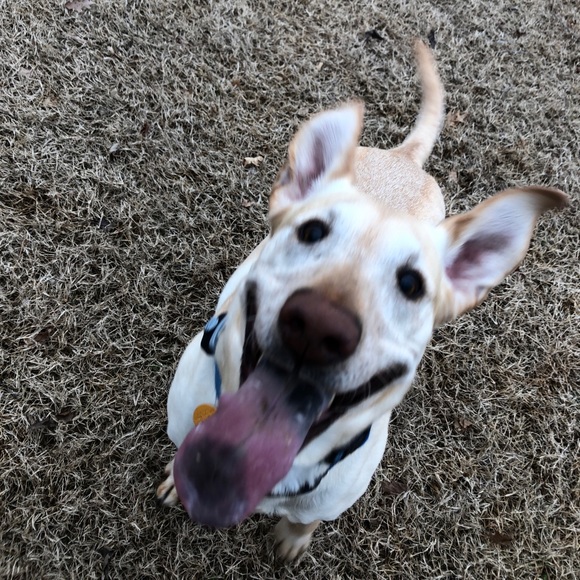 Profile Picture of Hannah Trebour (@hannahtre) on Poshmark