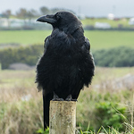 Profile Photo of Alan Barker (@alandebarker) on Flickr