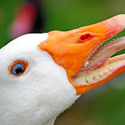 Christian Adrian Dizon  - Youtube Profile Picture of Christian Adrian Dizon  (@m4rtial_law654) on Youtube