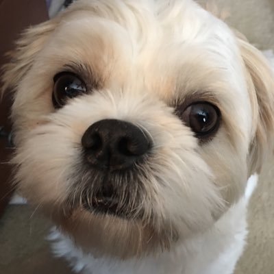 Profile Picture of Steve Heiser (@pdrdawg) on Twitter