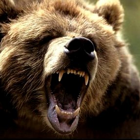 Profile Picture of Bertrand (@ballouBiz) on Twitter