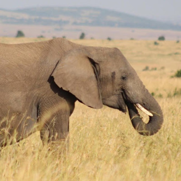 Profile Picture of Rita Rhodes (@musicology5678) on Poshmark