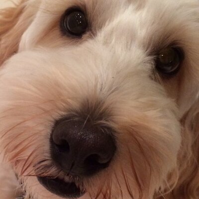 Profile Picture of Amanda Davies (@AmandaandTed) on Twitter