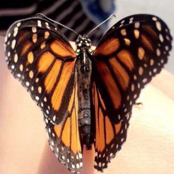 Profile Picture of Aileen Velasquez (@aileen_fly) on Poshmark