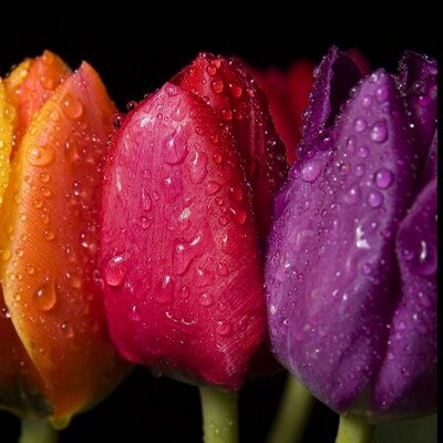 Profile Picture of Leah Moyer (@23Moytoy) on Twitter