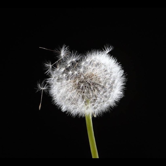 Profile Picture of Rosalyn Cox (@rosamariposa30) on Poshmark