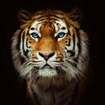 Profile Picture of Tracy Nicholas (@tracy_nicholas72) on Instagram