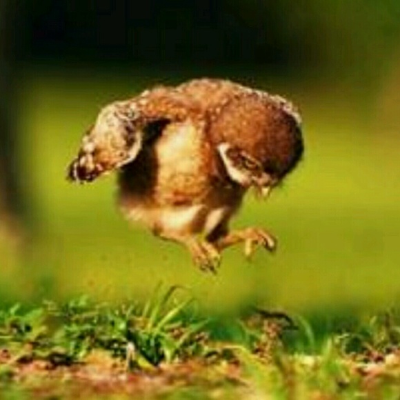 Doria Bouneff - Poshmark Profile Picture of Doria Bouneff (@bagmook) on Poshmark