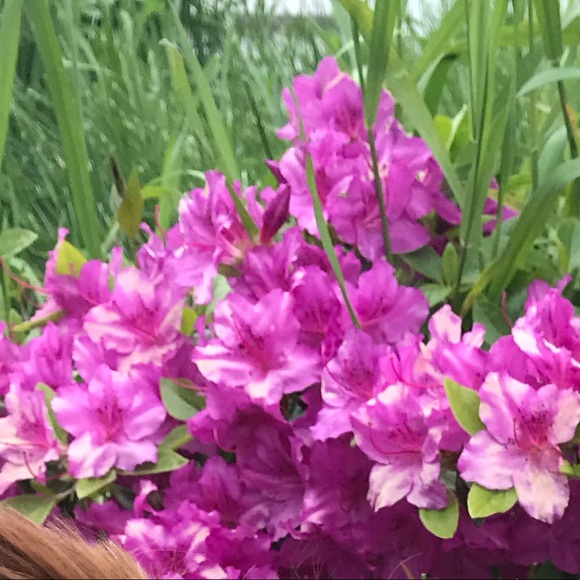 Profile Picture of Lily Monroy (@lilym317) on Poshmark