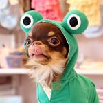 Profile Picture of りとるほっぷ♡チワワ専門ブリーダー in 徳島＆淡路島 (@little_hope.jp) on Instagram