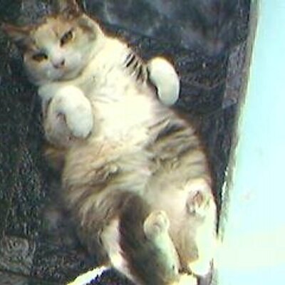 Profile Picture of Norma Juan (@normalbi) on Twitter