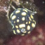 Profile Picture of Mark Kruk (@smooth_trunkfish) on Instagram