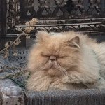 Profile Picture of Jason Smeaton (@beautiful_disaster74) on Instagram