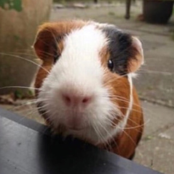 Profile Picture of David Cook (@davidcook238) on Poshmark